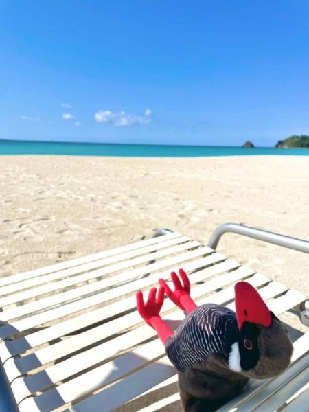 仲間が増えました🐦