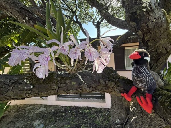 今年もキレイに咲きました🌸