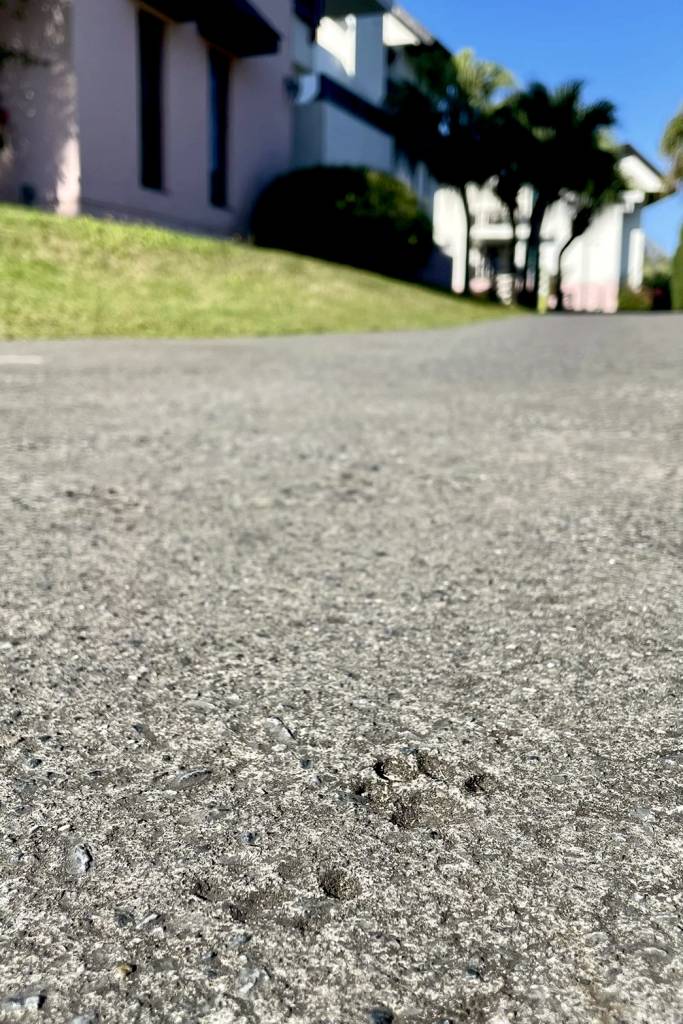 可愛いあしあと🐾