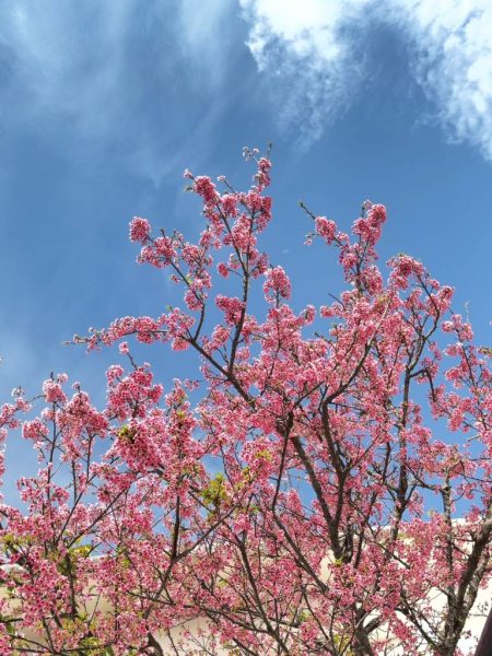 🌸桜からつつじの季節へ🌿