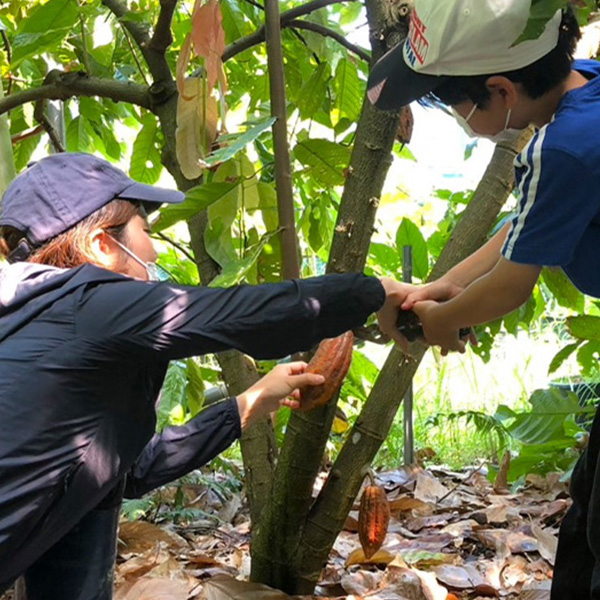 カカオ畑見学＆チョコレート作りワークショップ