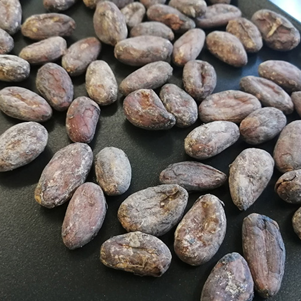 カカオ畑見学＆チョコレート作りワークショップ