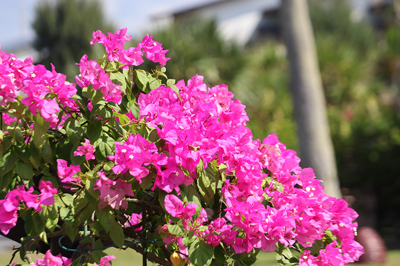 ホテル敷地内自然散策ツアー