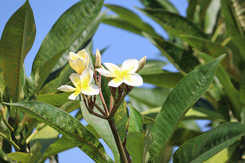 ホテル敷地内自然散策ツアー