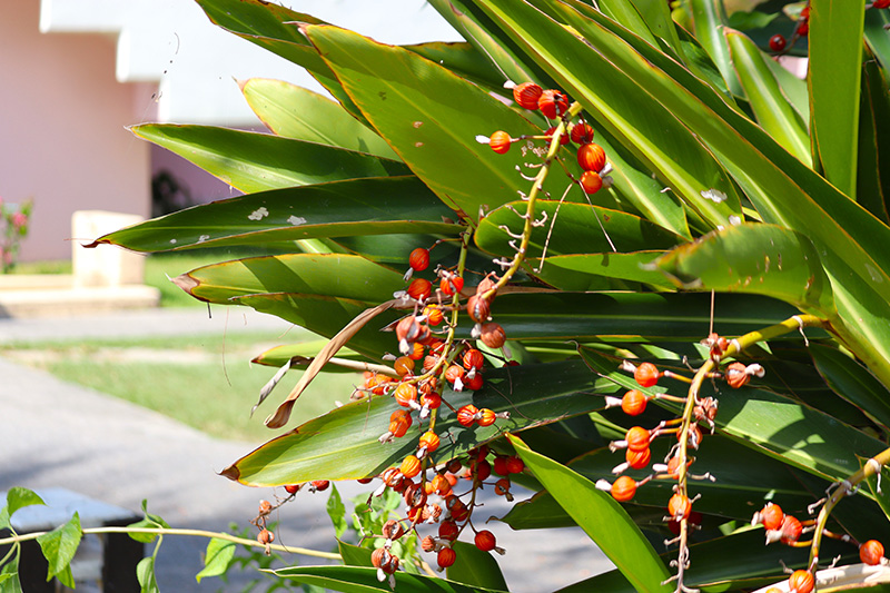 ホテル敷地内自然散策ツアー
