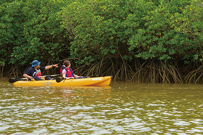 マングローブカヤック探検