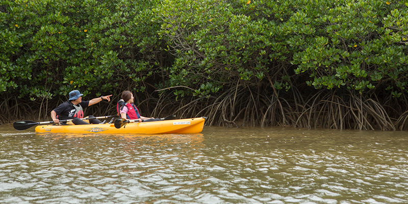 マングローブカヤック探検