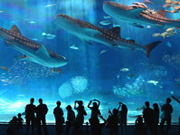 海洋博記念公園 沖縄美ら海水族館